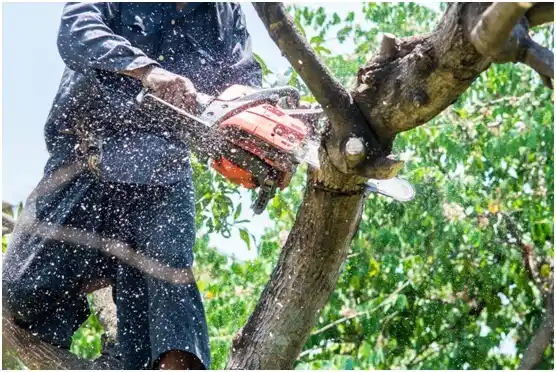 tree services Woodinville